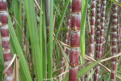 Công nghệ biến đường thành quần áo